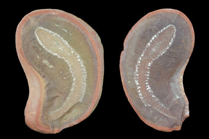 Fossil Tummy Tooth Worm (Didontogaster) Pos/Neg - Illinois #120947